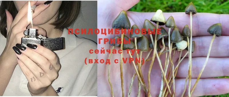 цена наркотик  Венёв  Псилоцибиновые грибы Psilocybine cubensis 